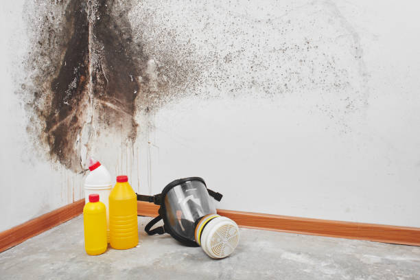 Best Mold Cleaning Services  in Kinston, NC