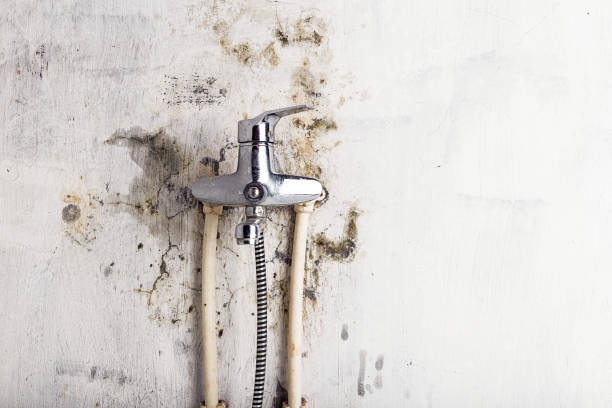 Best Home Mold Removal  in Kinston, NC