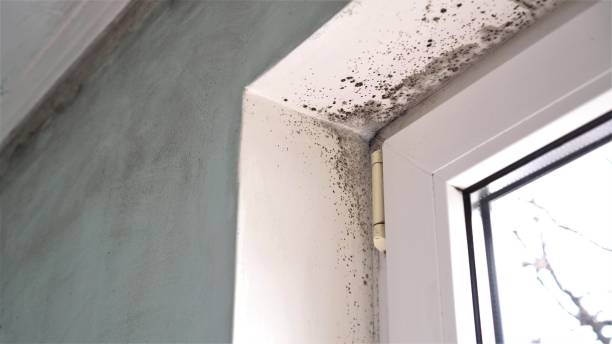 Best Black Mold Removal  in Kinston, NC