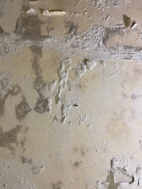 Mold Testing and Removal in Kinston, NC