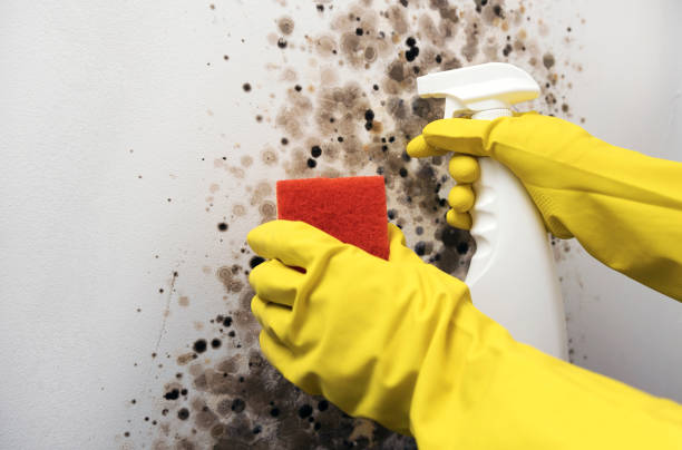 Office Mold Removal Services in Kinston, NC