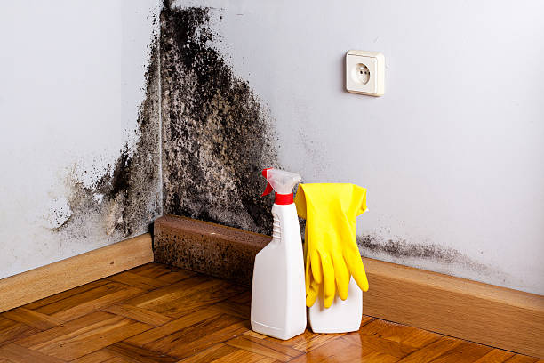 Best Fast Mold Removal  in Kinston, NC